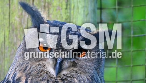 Uhu (6) - Eulen - Neukiefervögel - Vögel (Aves) - Fotos Tiere - Grundschulmaterial.de