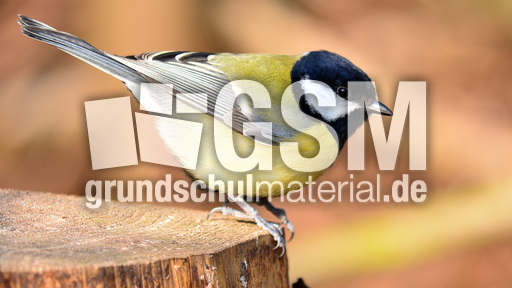 Kohlmeise 3 Sperlingsvogel Neukiefervogel Vogel Aves Fotos Tiere Grundschulmaterial De