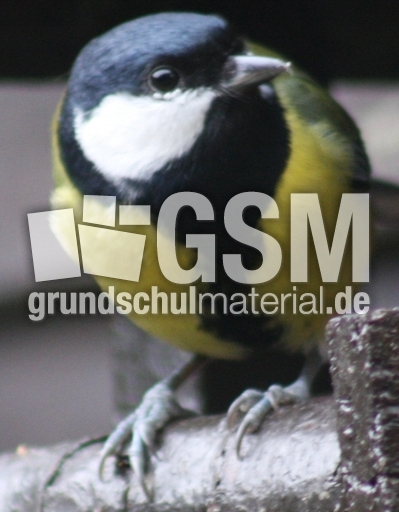 B Kohlmeise 86 Vogel Im Winter Vogel Aves Fotos Tiere Grundschulmaterial De