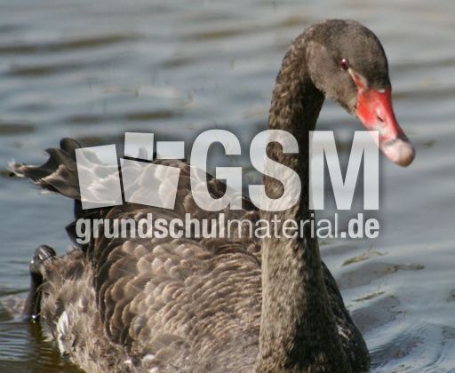 Schwarzer-Schwan-16.jpg