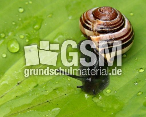Bänderschnecke.jpg
