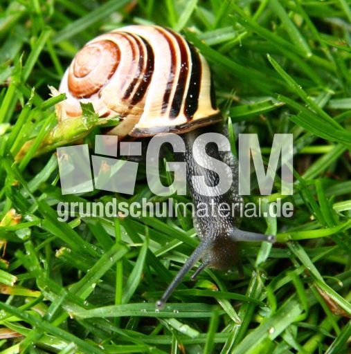 Bänderschnecke-033.jpg