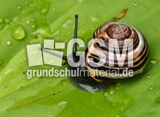 Bänderschnecke-045.jpg