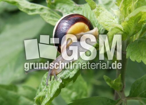 Bänderschnecke-046.jpg