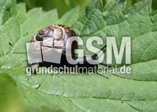 Bänderschnecke-066.jpg