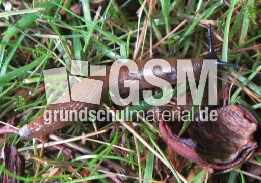 Nacktschnecke-028.jpg