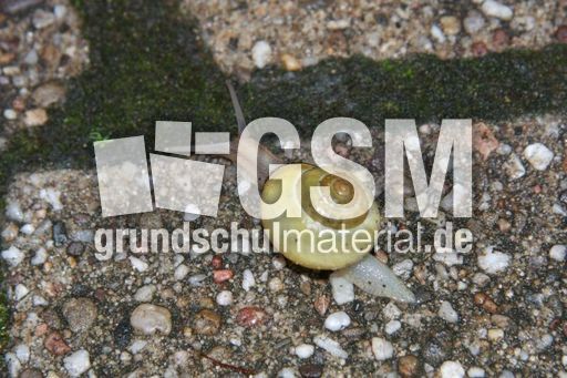 Schnecke-004.jpg