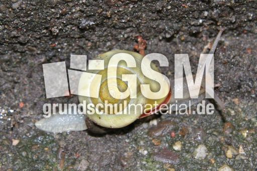 Schnecke-005.jpg
