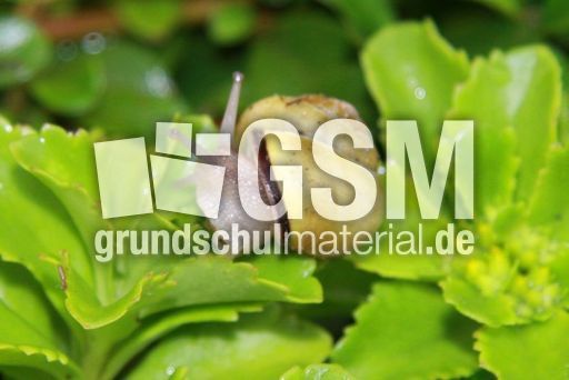 Schnecke-008.jpg