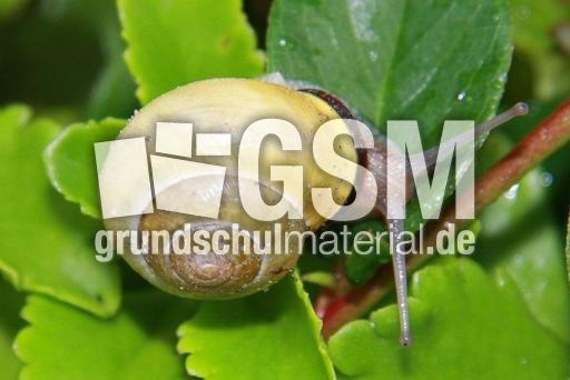 Schnecke-009.jpg
