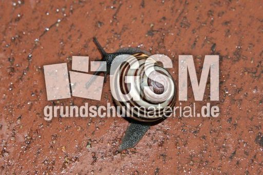 Schnecke-013.jpg
