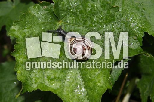 Schnecke-015.jpg