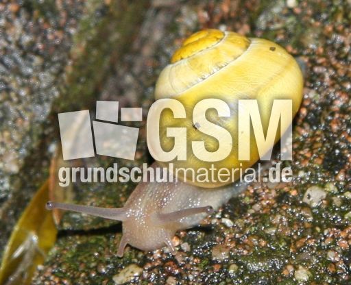 Schnecke-019.jpg