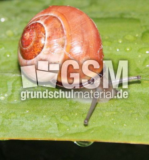 Schnecke-022.jpg