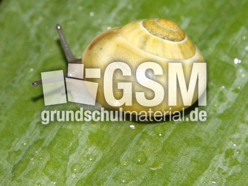 Schnecke-023.jpg
