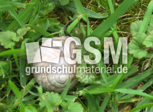 Weinbergschnecke-017.jpg