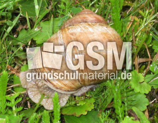 Weinbergschnecke-024.jpg