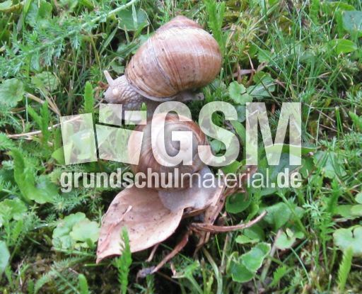 Weinbergschnecken-001.jpg