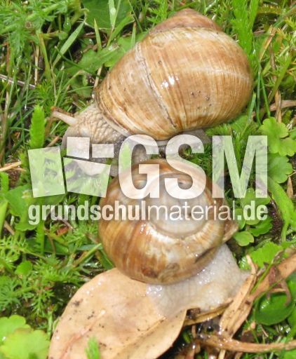 Weinbergschnecken-022.jpg