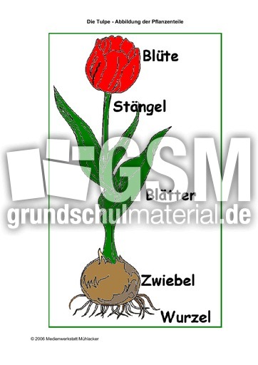 Tulpe Pflanzenteile Die Tulpe Fruhling Jahreszeiten Hus Klasse 2 Grundschulmaterial De