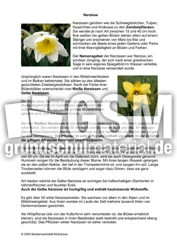 Steckbrief Narzisse Pflanzen Steckbriefe Fruhling Jahreszeiten Hus Klasse 3 Grundschulmaterial De