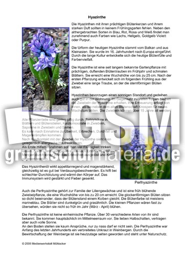 Hyazinthe Steckbrief steckbrief hyazinthe pflanzen steckbriefe fr 252 hling Hyazinthe Steckbrief steckbrief hyazinthe pflanzen steckbriefe fr 252 hling