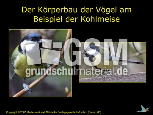 Korperbau Vogel Am Beispiel Kohlmeise Prasentationen Vogel Tiere Sachthemen Hus Klasse 3 Grundschulmaterial De