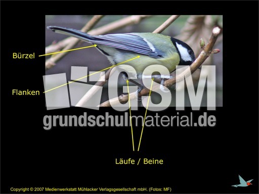Korperbau Vogel Am Beispiel Kohlmeise Prasentationen Vogel Tiere Sachthemen Hus Klasse 3 Grundschulmaterial De