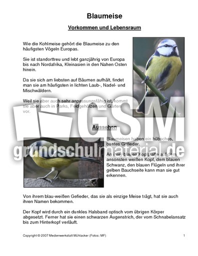 blaumeise vogel ausmalbild blaumeise