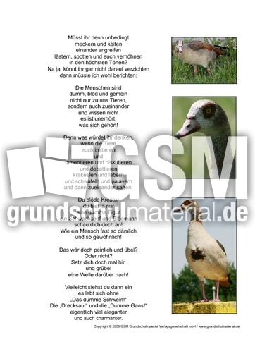 Download Dumme gedichte Desktop Wallpaper Free