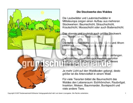 Fehlerlesen Stockwerke Des Waldes Lesetext 1 4 Stockwerke Des Waldes Fehlerlesen Baume Wald Lebensraum Wald Themen Und Projekte Hus Klasse 4 Grundschulmaterial De