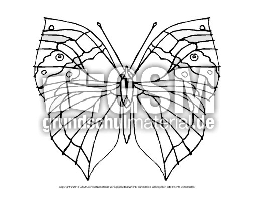 ausmalbild-schmetterling 4 - schmetterlinge - tiere zum