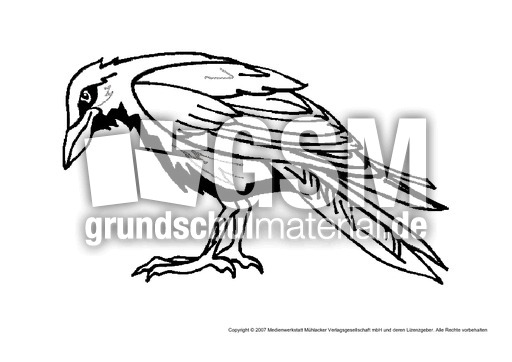 Krähe - Tiere gemischt - Tiere zum Ausmalen - Ausmalbilder ... Krähe - Tiere gemischt - Tiere zum Ausmalen - Ausmalbilder ...