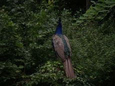 Pfau.JPG