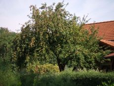 Apfelbaum_01.JPG