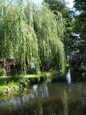 Spreewald-Luebben_14.jpg