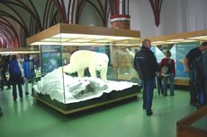 Meeresmuseum-4.jpg