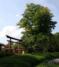 Japanischer-Garten_2519.jpg