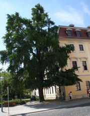 Ginkgo-im-Fürstengarten_5702.jpg