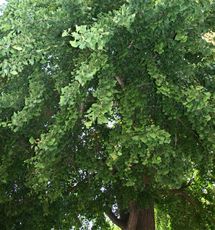 Ginkgo_5694.jpg