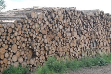 Holzstoß.JPG