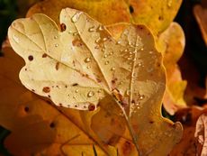Herbstlaub-030.jpg