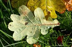 Herbstlaub-031.jpg