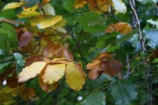 Herbstlaub_5803.JPG