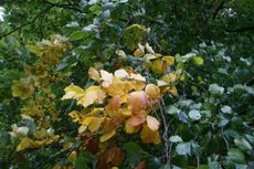 Herbstlaub_5804.JPG