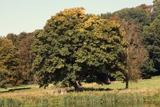 Herbststimmung-015.jpg