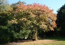 Herbststimmung-09-029.jpg