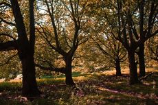 Herbststimmung-121.jpg