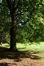 Herbststimmung-130.jpg