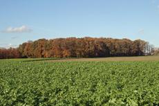 Herbststimmung-3-11-09-1.jpg